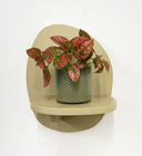 Khaki Pot