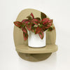 Mini Red Polka Dot Plant & Pot