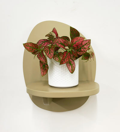 Mini Red Polka Dot Plant & Pot