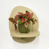 Mini Red Polka Dot Plant & Pot
