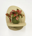 Green Pot