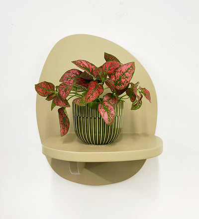 Mini Red Polka Dot Plant & Pot