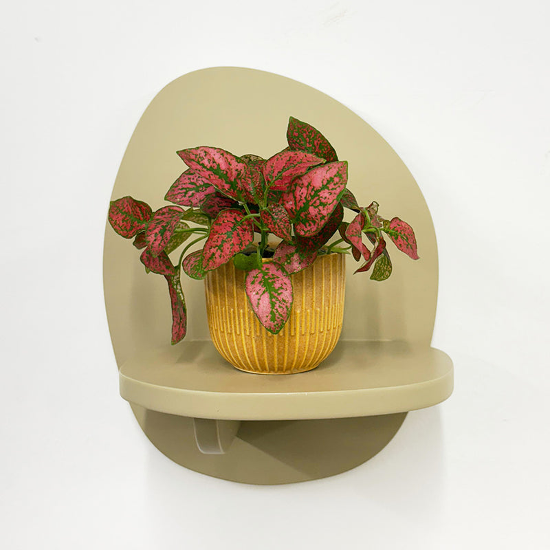 Mini Red Polka Dot Plant & Pot