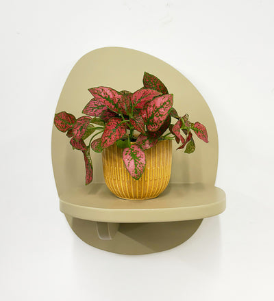 Mini Red Polka Dot Plant & Pot