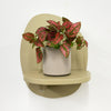 Mini Red Polka Dot Plant & Pot