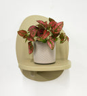 Taupe Pot