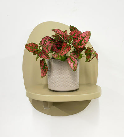 Mini Red Polka Dot Plant & Pot