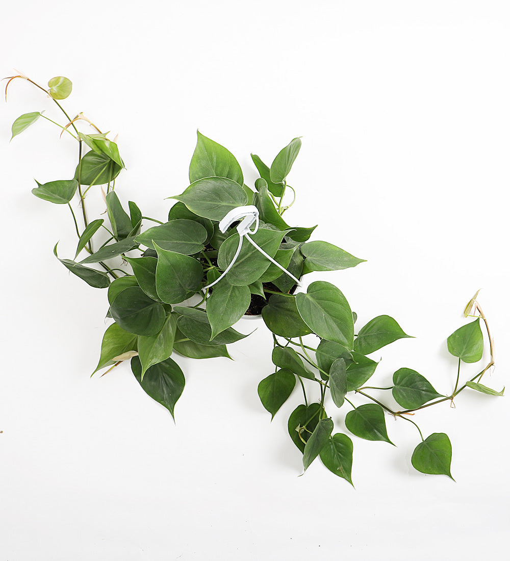 Hanging Philodendron & Basket