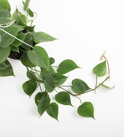 Hanging Philodendron & Basket