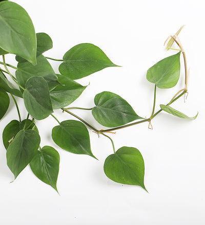 Hanging Philodendron & Basket