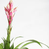 Pet Friendly Houseplant Subscription
