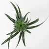 Pineapple Plant & Pot