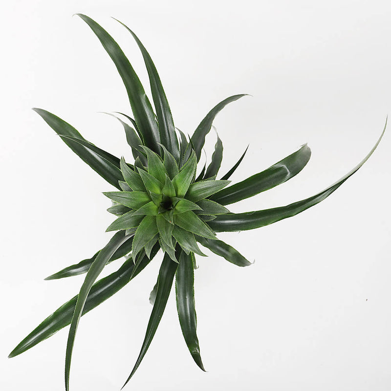 Pineapple Plant & Pot