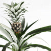 Pineapple Plant & Pot