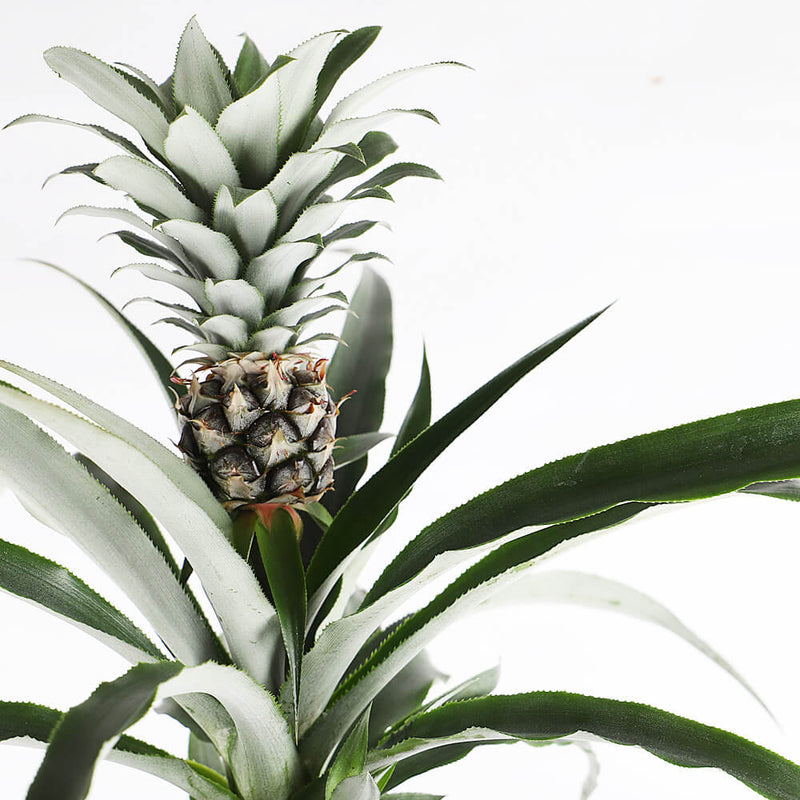 Pineapple Plant & Pot