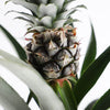 Pineapple Plant & Pot