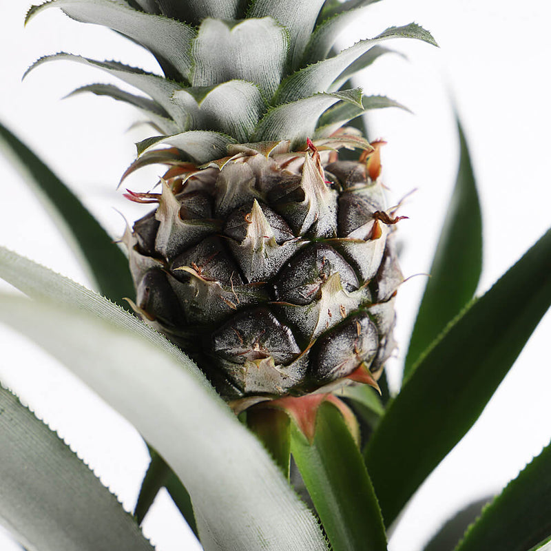 Pineapple Plant & Pot