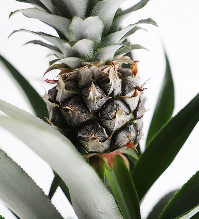Pineapple Plant & Pot