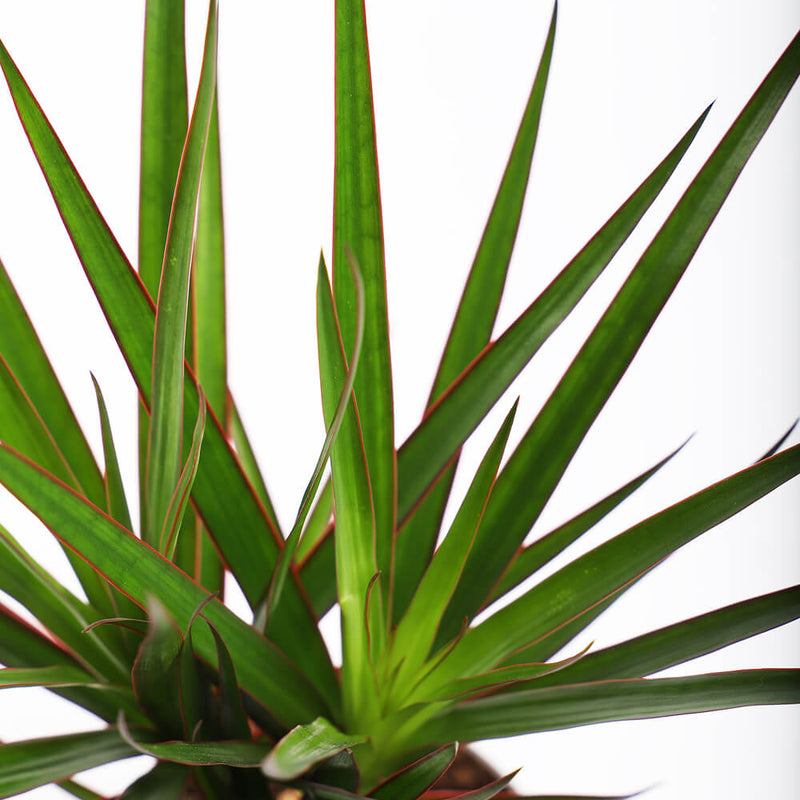 Dracaena Marginata