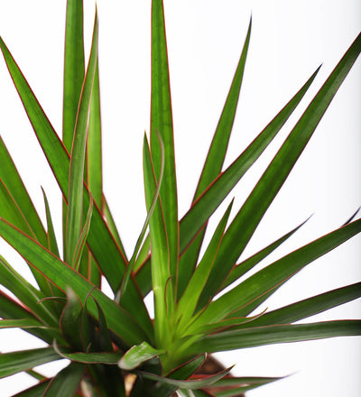 Dracaena Marginata