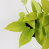 Neon Pothos & Pot