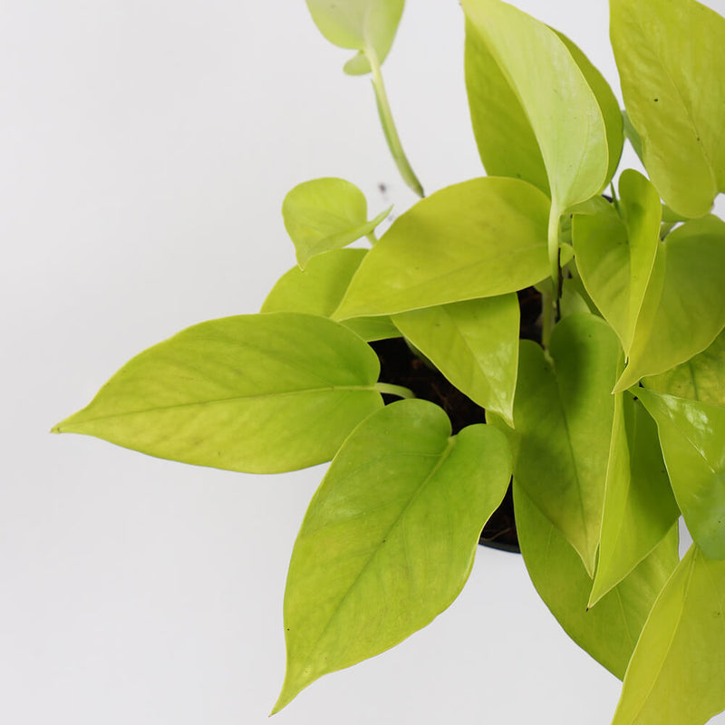 Neon Pothos & Pot