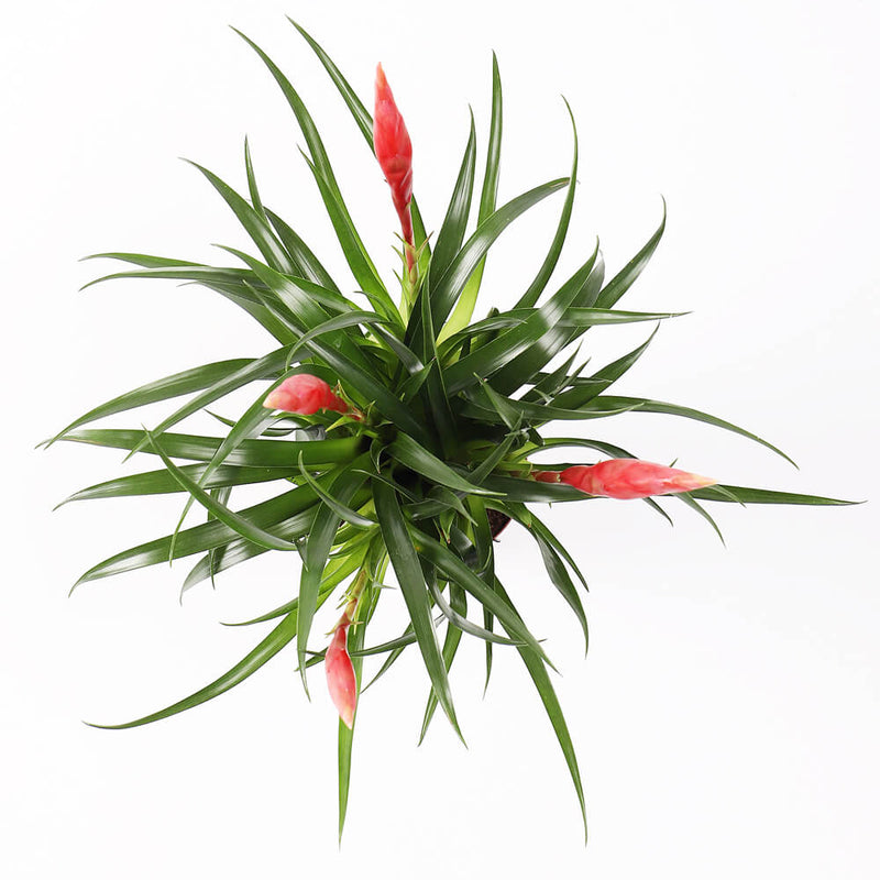 Vriesea Astrid & Pot
