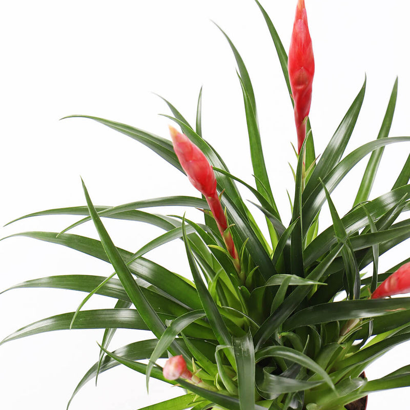 Vriesea Astrid & Pot