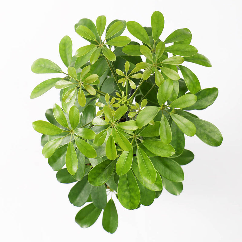 Schefflera on Lava