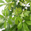 Schefflera on Lava