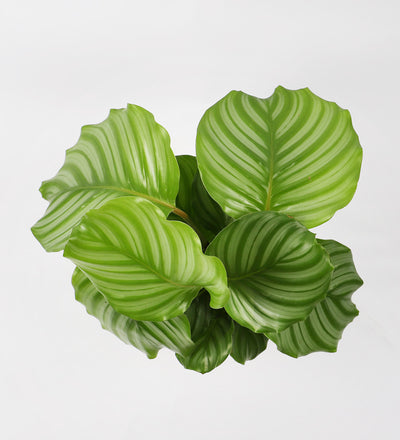 Calathea Orbifolia & Basket