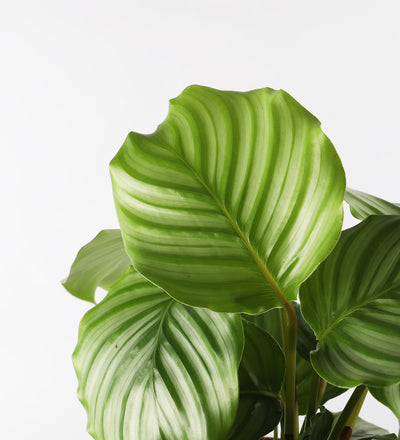 Calathea Orbifolia & Basket