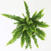 Boston Fern & Pot