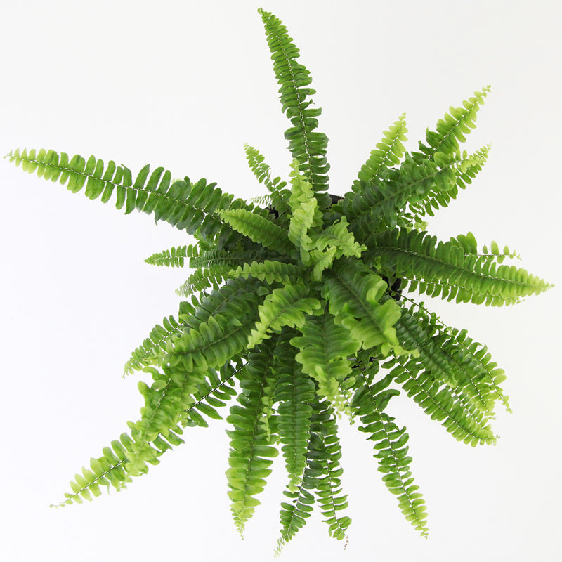Boston Fern & Pot