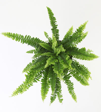 Boston Fern