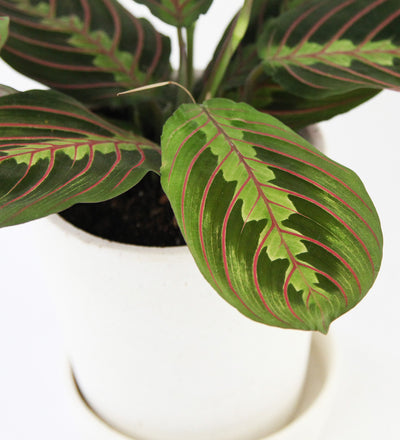 Prayer Plant & Pot