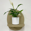 Mini Peace Lily & pot