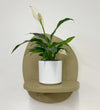 Mini Peace Lily & pot