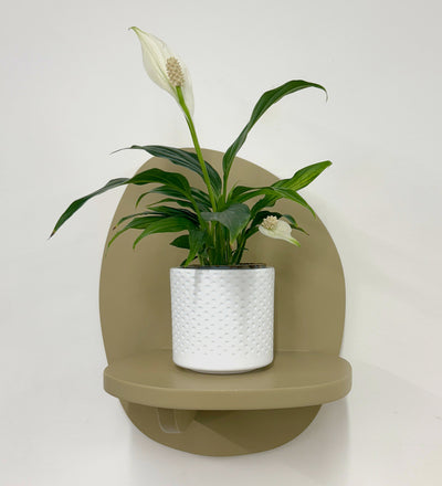Mini Peace Lily & pot