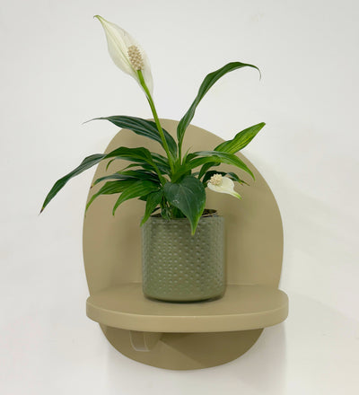 Mini Peace Lily & pot
