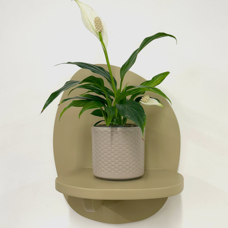 Mini Peace Lily & pot
