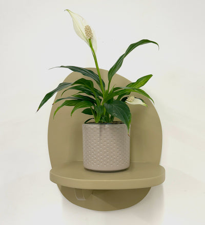 Mini Peace Lily & pot