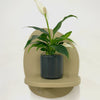 Mini Peace Lily & pot