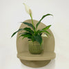 Mini Peace Lily & pot