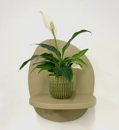Mini Peace Lily & pot