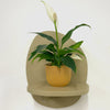 Mini Peace Lily & pot