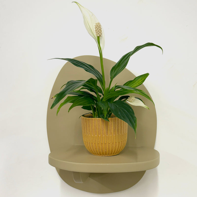 Mini Peace Lily & pot