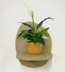 Mustard Pot