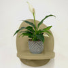 Mini Peace Lily & pot