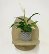 Mini Peace Lily & pot